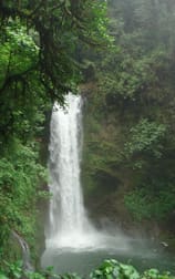 A waterfall in the middle of a forest.