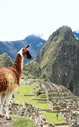 A llama standing on top of a hill.