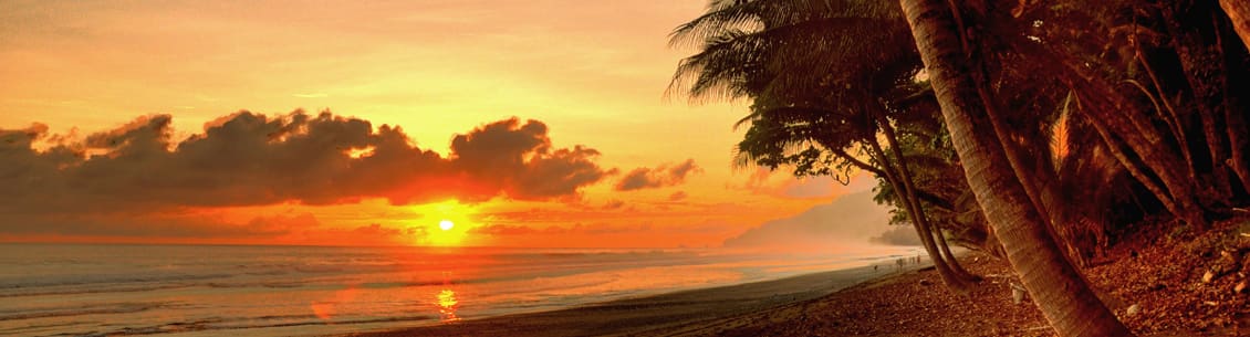 A sunset over the ocean with palm trees in the foreground.